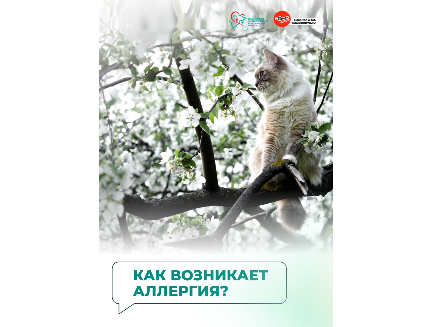 Как возникает аллергия?.