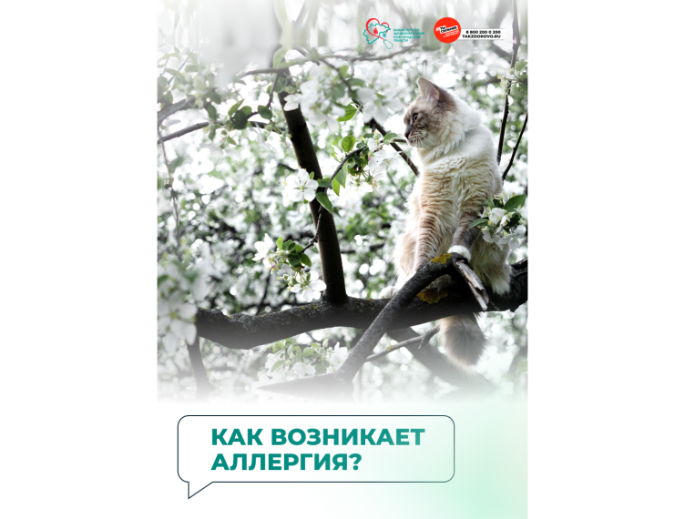 Как возникает аллергия?. Как возникает аллергия?.